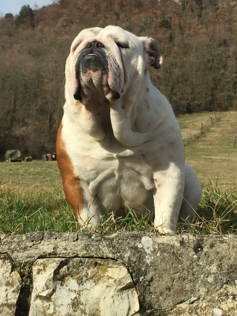 Dott.ssa Lara Fornai veterinaria Dott.ssa Lara Fornai veterinaria