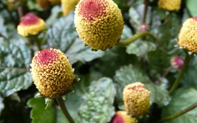 🌼 Acmella oleracea: la pianta che ti fa dire “Wow!” (e poi… “Ma che strano!”)