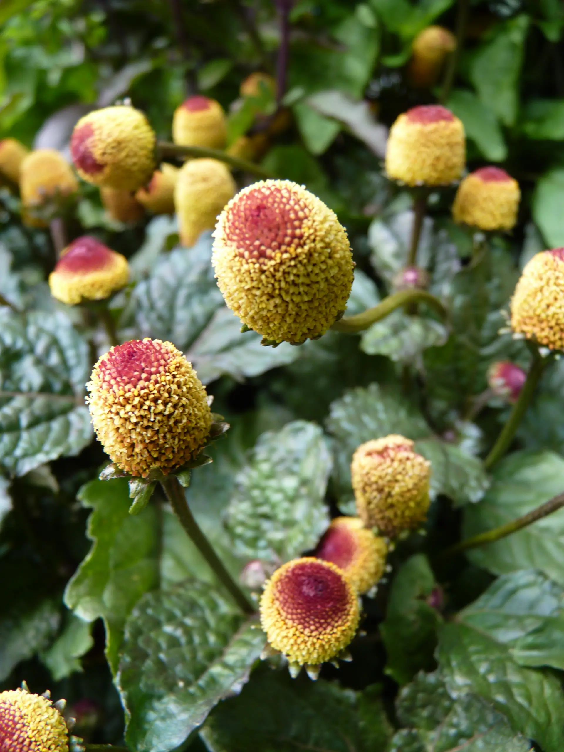 DermaVulpis unguento con Acmella Oleracea DermaVulpis unguento con Acmella Oleracea