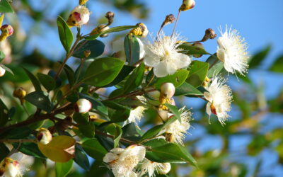 Olio essenziale di mirto: cos’è e da quale pianta si ottiene